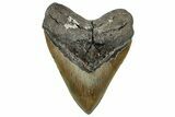 Serrated, Fossil Megalodon Tooth - North Carolina #319920-1